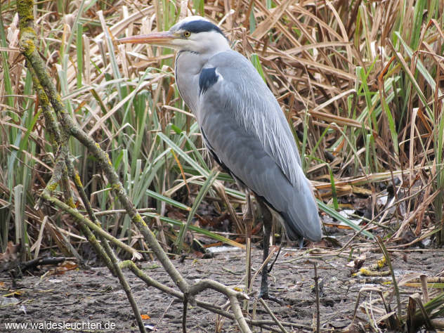 Graureiher - Ardea cinerea