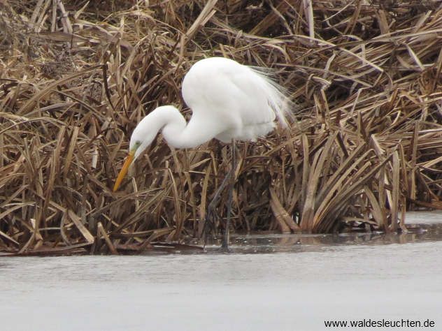 Fischender Silberreiher - Casmerodius albus