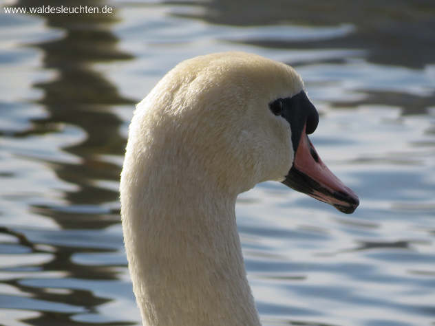 Kopfstudie gesunder Schwan: glattes Halsgefieder, runde Augen - Cygnus olor